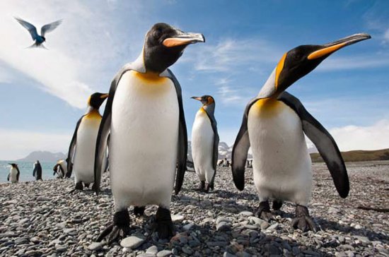 Фотоснимки пингвинов от фотографа Ника Гарбутта