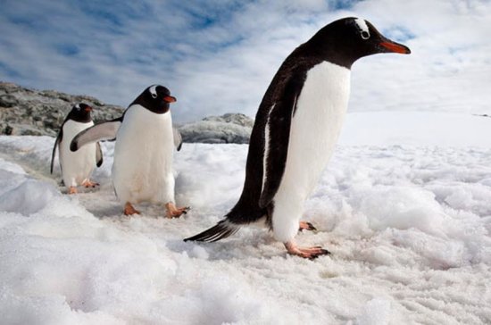 Фотознімки пінгвінів від фотографа Ніка Гарбутта