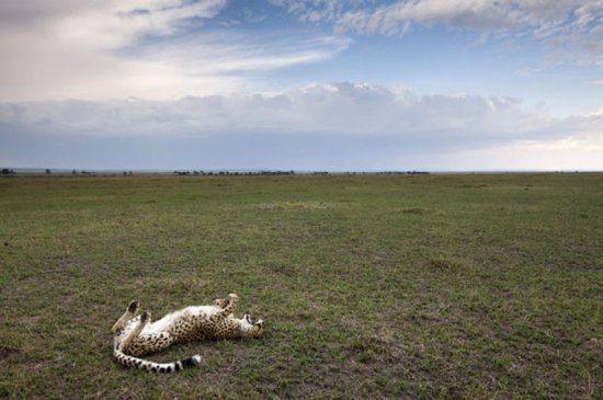Гепарди в кенійському заповіднику Масаї-Мара