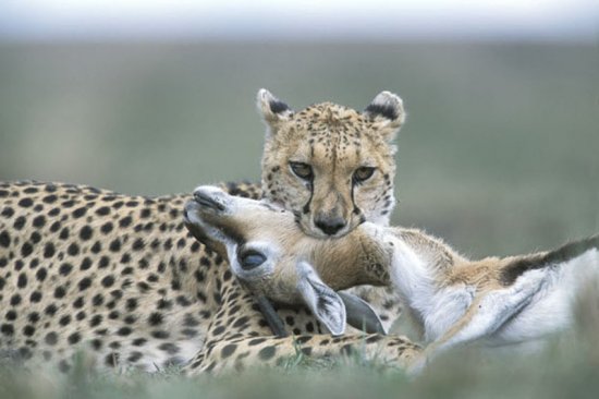 Гепарды в кенийском заповеднике Масаи-Мара