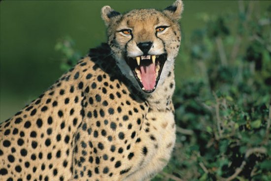Гепарди в кенійському заповіднику Масаї-Мара