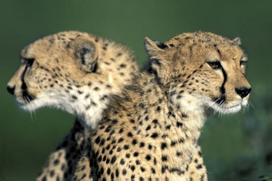 Гепарды в кенийском заповеднике Масаи-Мара