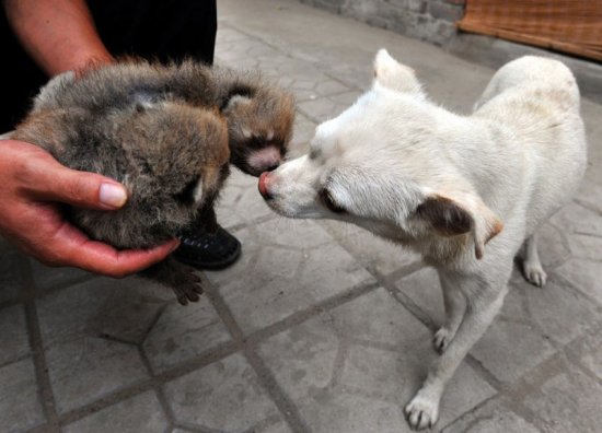 Использование кормящих собак в китайских зоопарках