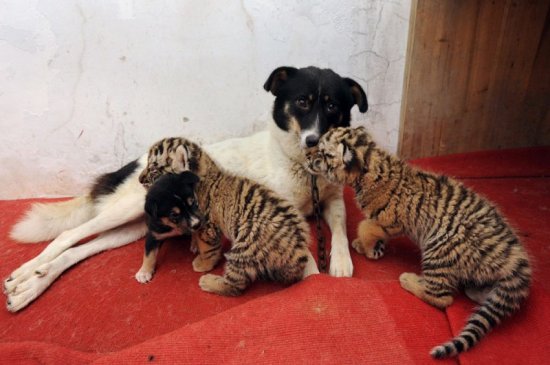 Использование кормящих собак в китайских зоопарках
