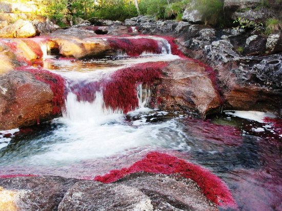 Каньо Кристалес — разноцветная и самая чистая река на Земле
