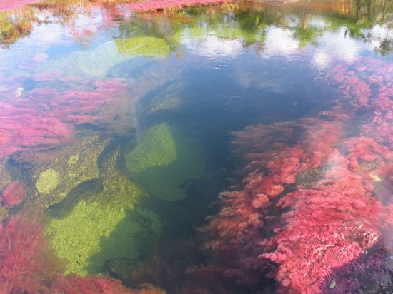 Каньо Кристалес — разноцветная и самая чистая река на Земле