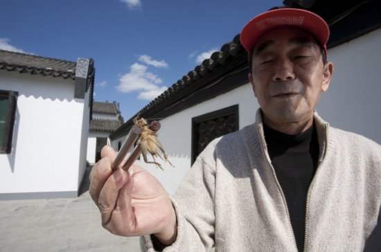 Китайські цвіркуни — стрекотливі гладіатори