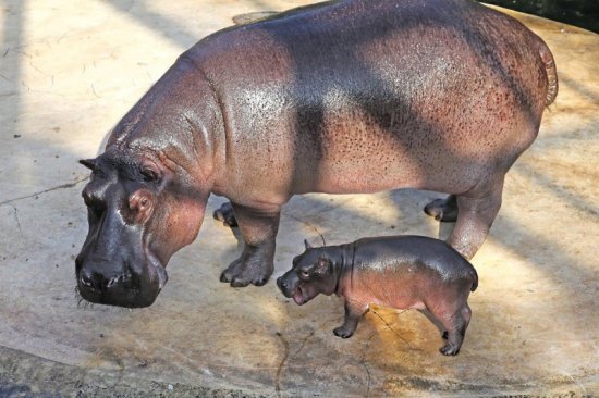 Маленький гіпопотам і його мама Ніколь в берлінському зоопарку