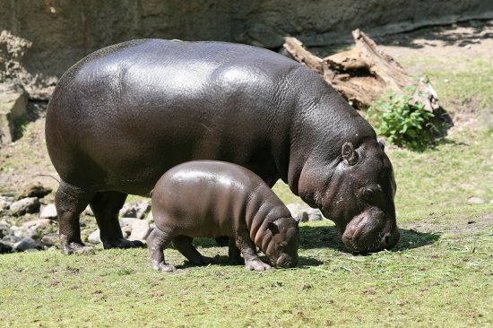 Маленький гиппопотам и его мама Николь в берлинском зоопарке