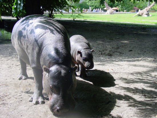 Маленький гиппопотам и его мама Николь в берлинском зоопарке