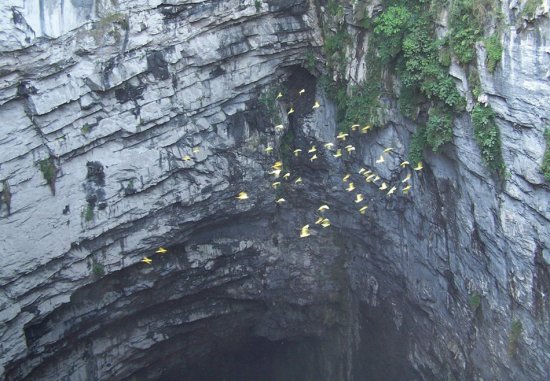 Печера ластівок — дивовижне місце в центральній Мексиці