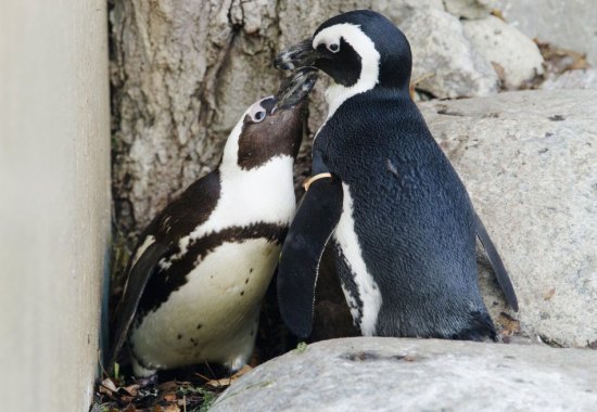 Пингвинов-геев в канадском зоопарке переселят к самкам