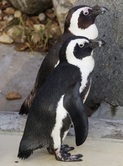Пінгвінів-геїв в канадському зоопарку переселять до самок