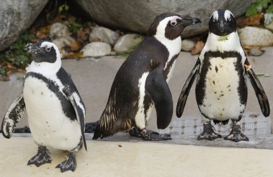 Пінгвінів-геїв в канадському зоопарку переселять до самок