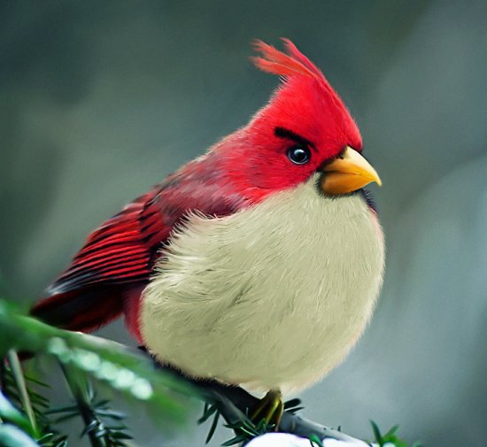 Червона птиця