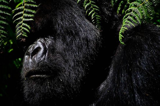 Зникаючі гірські горили