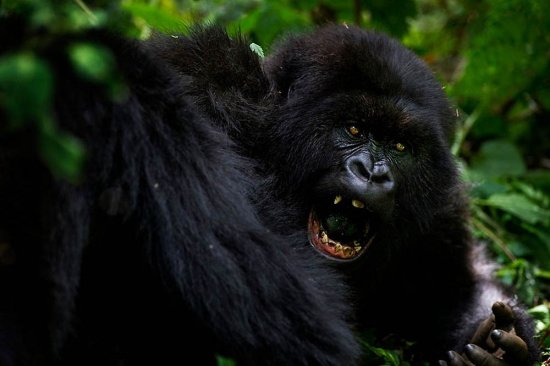Исчезающие горные гориллы