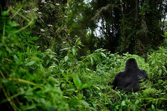 Исчезающие горные гориллы