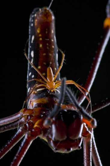 Мир насекомых глазами фотографа Piotr Naskrecki