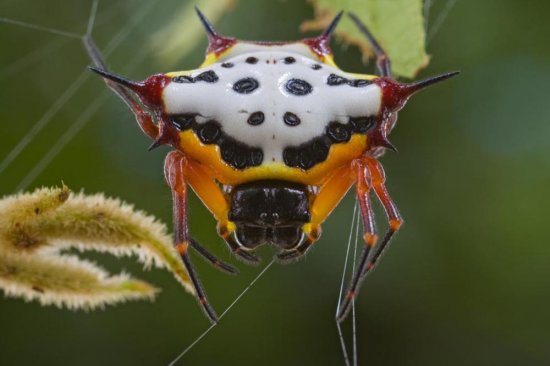 Мир насекомых глазами фотографа Piotr Naskrecki