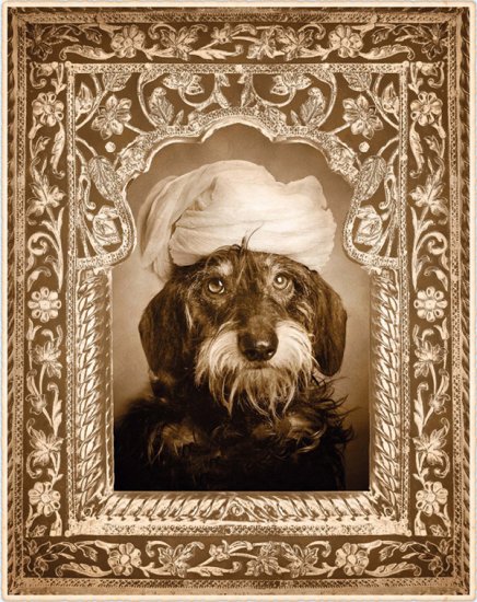 Снимки из книги «Йога для собак» от Dan Borris