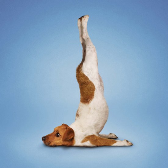 Знімки з книги «Йога для собак» від Dan Borris
