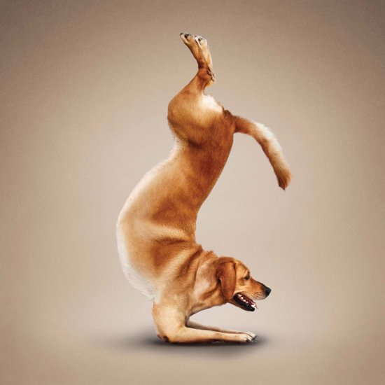 Снимки из книги «Йога для собак» от Dan Borris