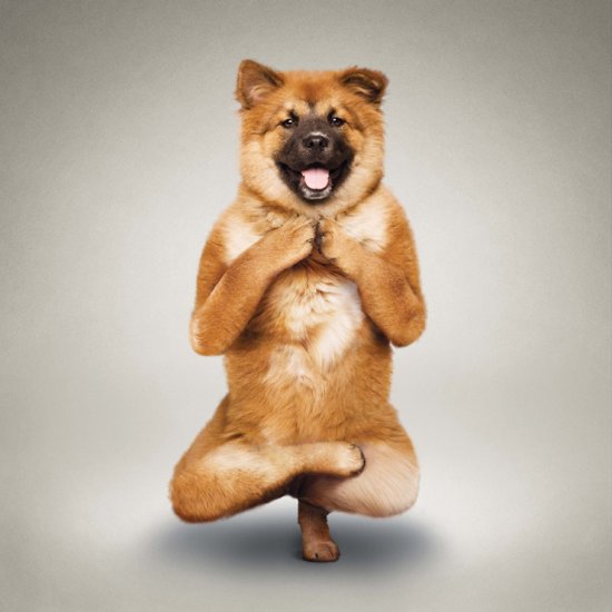 Знімки з книги «Йога для собак» від Dan Borris