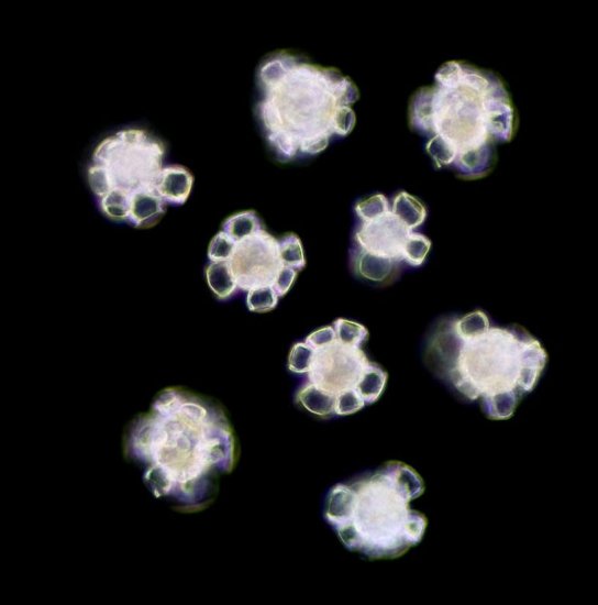 Микроскопические жители океанов и морей