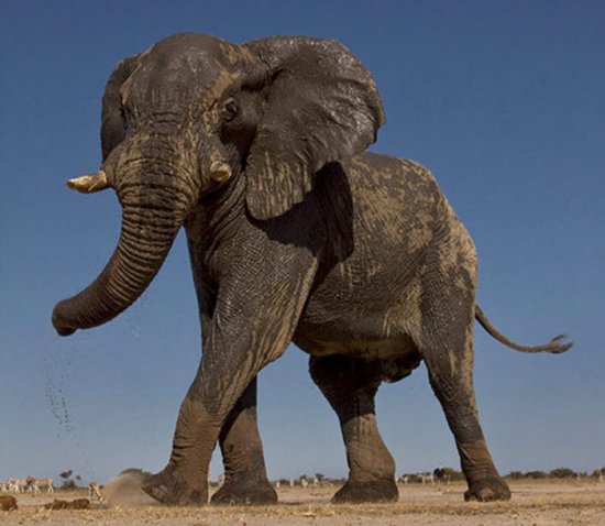 Наблюдение за африканскими слонами в Намибии