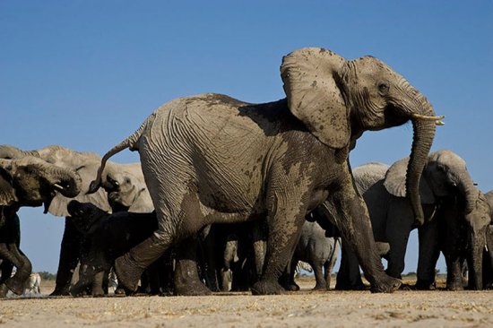 Наблюдение за африканскими слонами в Намибии