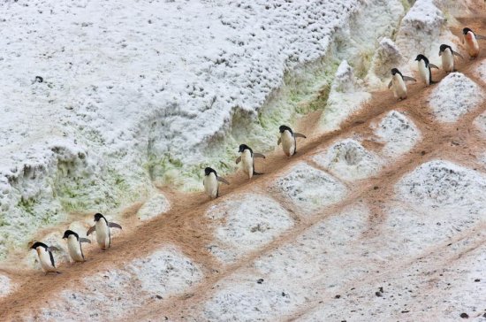 Антарктичні тварини в фотокнизі німецького фотографа Michael Poliza