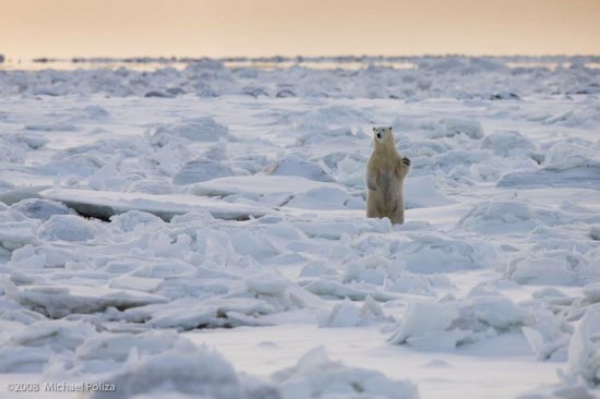 Антарктичні тварини в фотокнизі німецького фотографа Michael Poliza