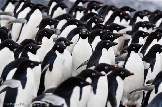 Антарктические животные в фотокниге немецкого фотографа Michael Poliza