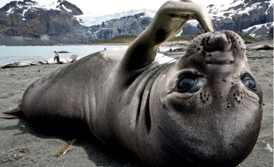 Антарктические животные в фотокниге немецкого фотографа Michael Poliza