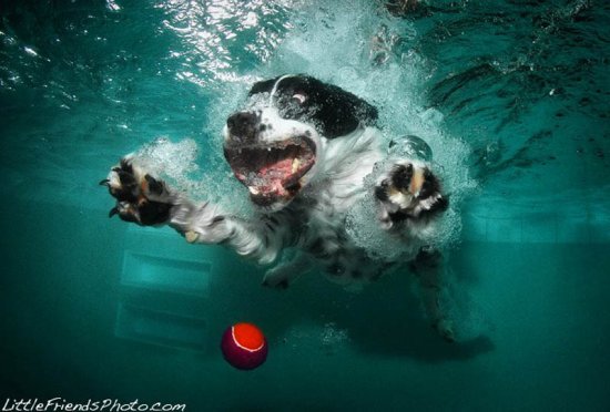 Собаки под водой от Seth Casteel
