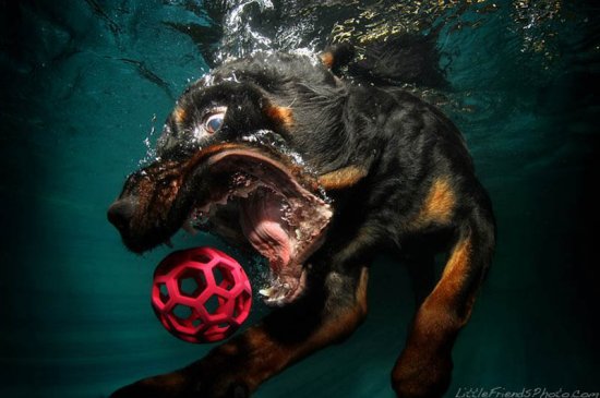 Собаки під водою від Seth Casteel