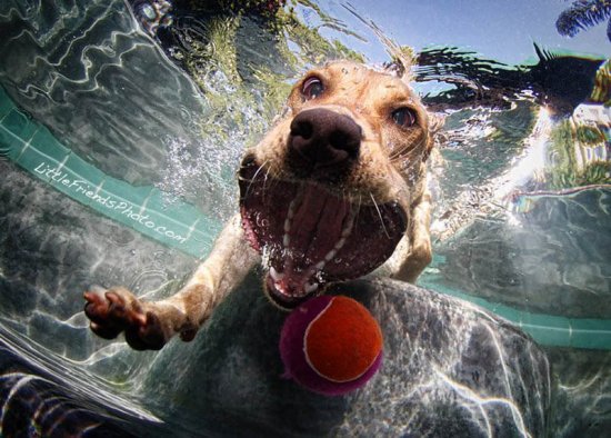 Собаки под водой от Seth Casteel