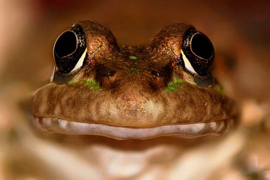 Информационный фоторепортаж о лягушках