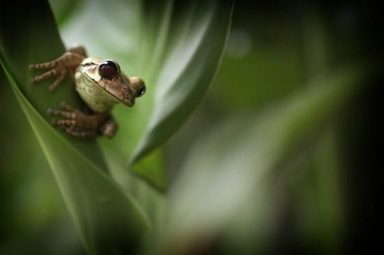 Информационный фоторепортаж о лягушках
