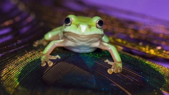 Інформаційний фоторепортаж про жаб