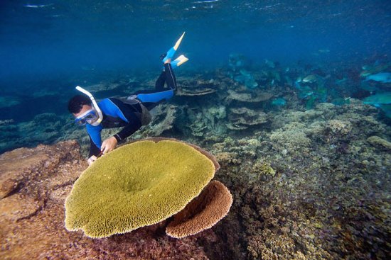 Краса вимираючих рифів архіпелагу Фенікс