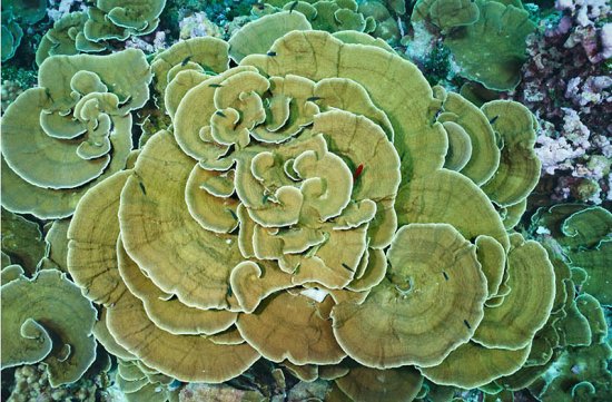 Красота вымирающих рифов архипелага Феникс