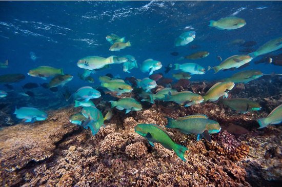 Красота вымирающих рифов архипелага Феникс