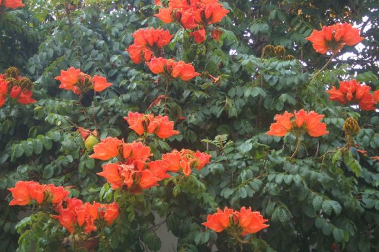 Спатодея — тюльпанове дерево