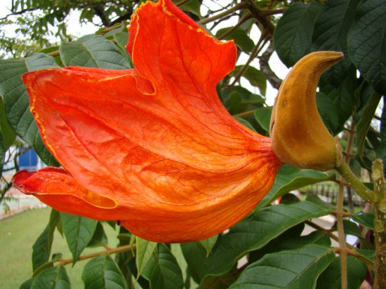 Спатодея — тюльпанове дерево