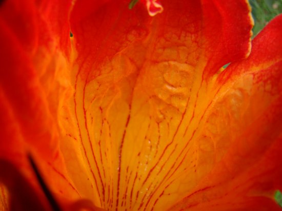 Спатодея — тюльпановое дерево