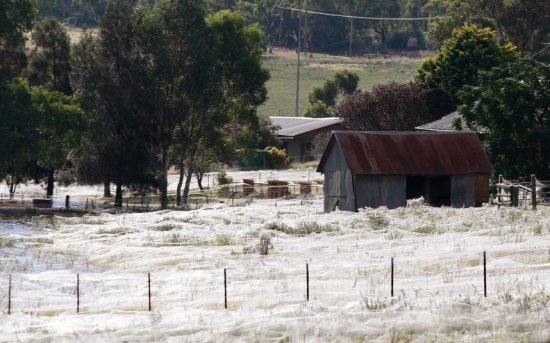 В Австралии пауки спасаются от наводнения на растениях
