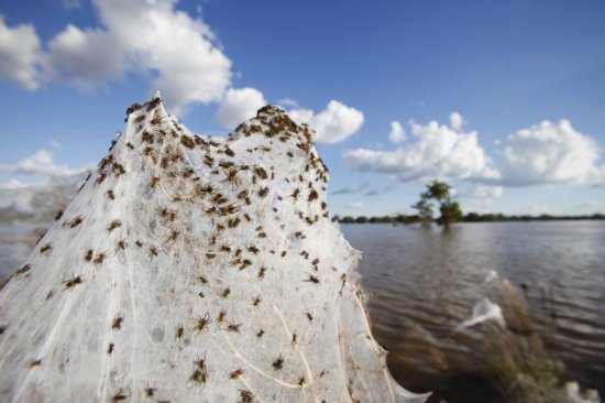 В Австралии пауки спасаются от наводнения на растениях