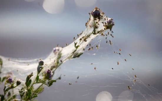 В Австралії павуки рятуються від повені на рослинах